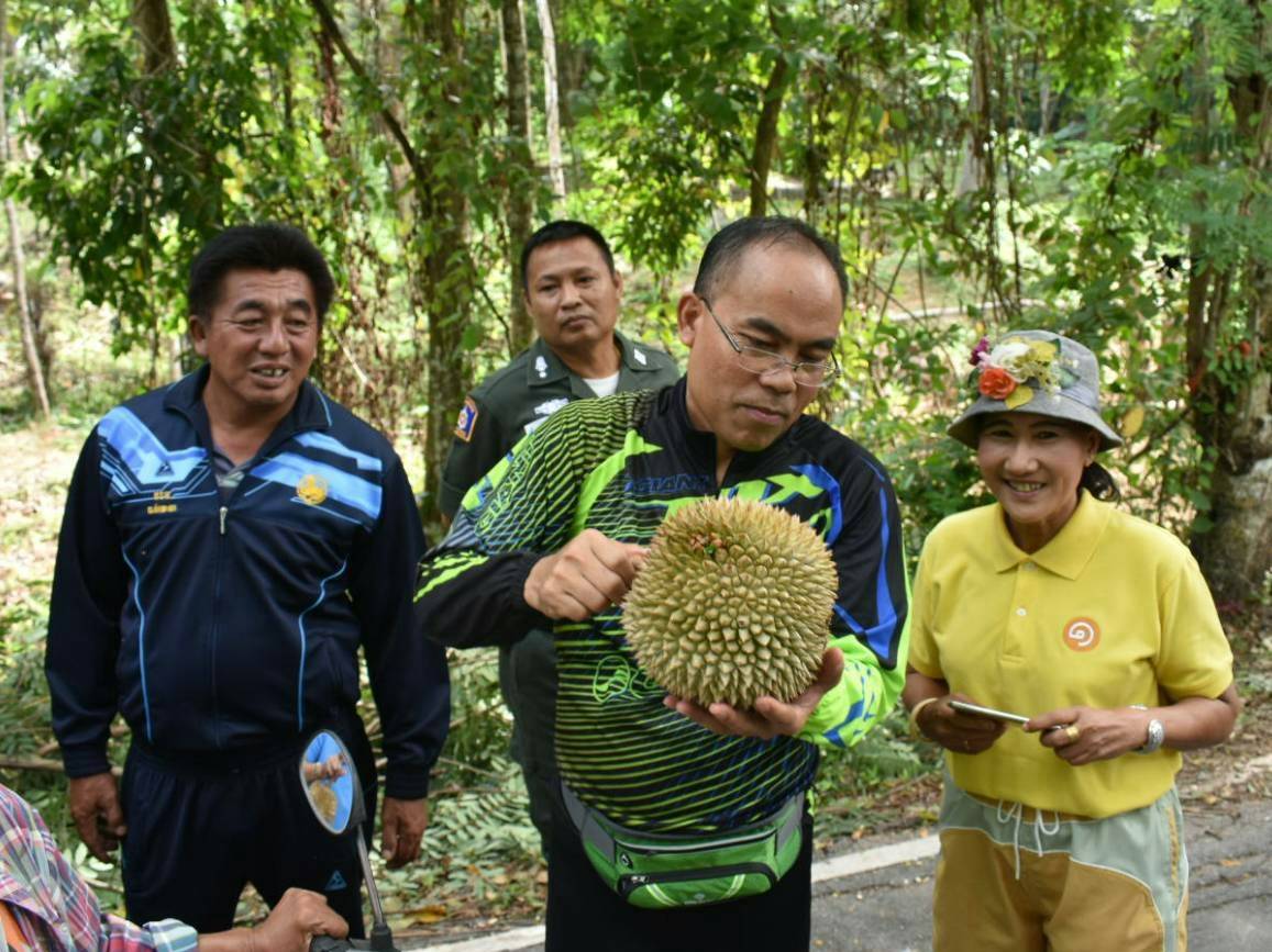 พช.ยะลา โครงการส่งเสริมและอนุรักษ์ทุเรียนพื้นบ้านจังหวัดยะลา